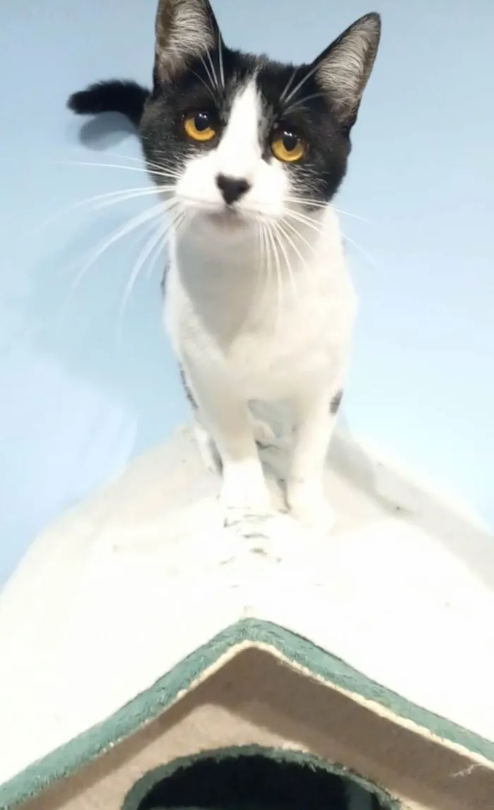 Gato ra a srd frajolinha  idade 1 ano nome Maggie 