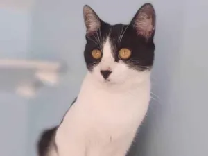 Gato raça srd frajolinha  idade 1 ano nome Maggie 