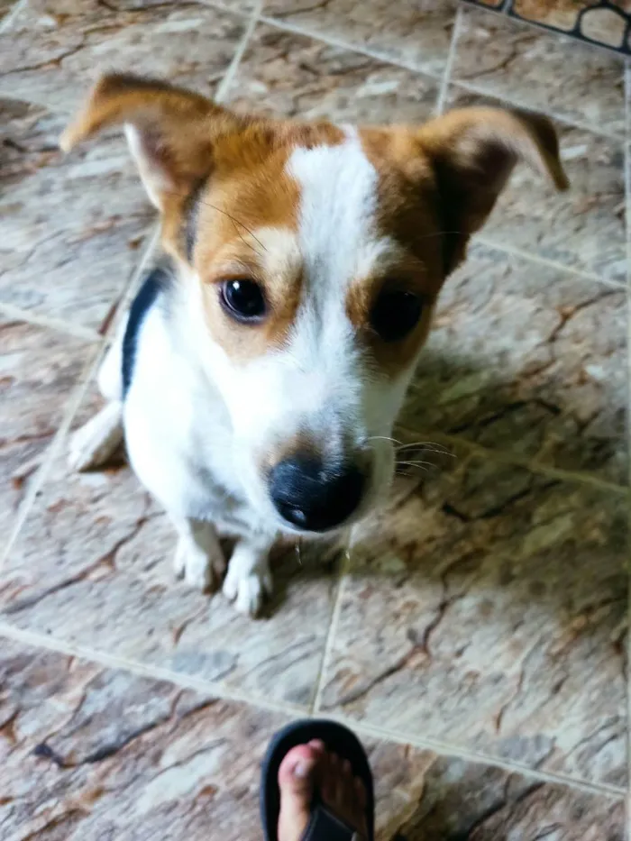 Cachorro ra a Vira-Lata idade 2 a 6 meses nome Peteca