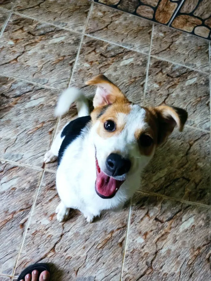 Cachorro ra a Vira-Lata idade 2 a 6 meses nome Peteca