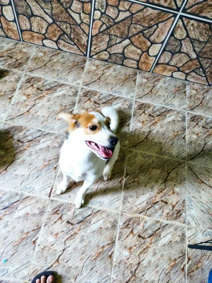 Cachorro ra a Vira-Lata idade 2 a 6 meses nome Peteca