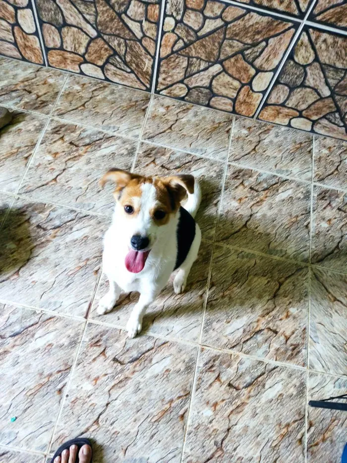 Cachorro ra a Vira-Lata idade 2 a 6 meses nome Peteca