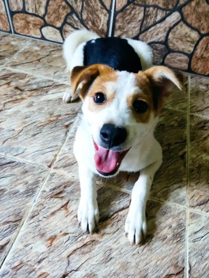 Cachorro ra a Vira-Lata idade 2 a 6 meses nome Peteca