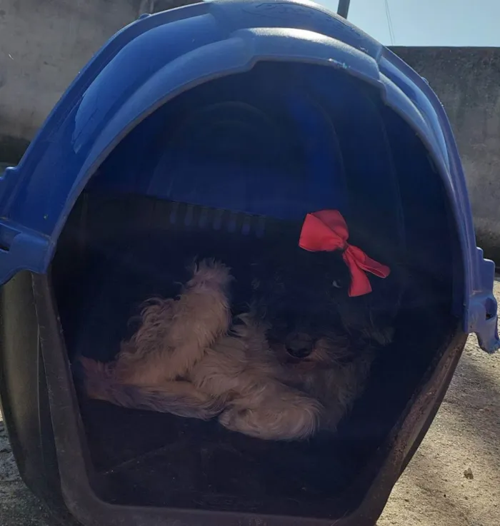 Cachorro raça Pudle idade 2 anos nome Belinha