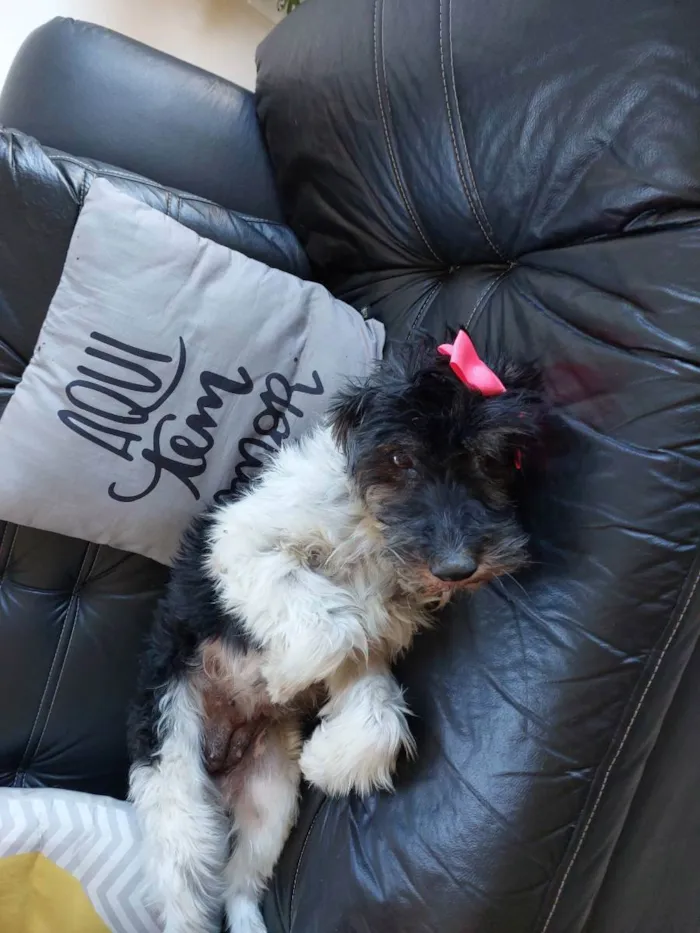 Cachorro raça Pudle idade 2 anos nome Belinha