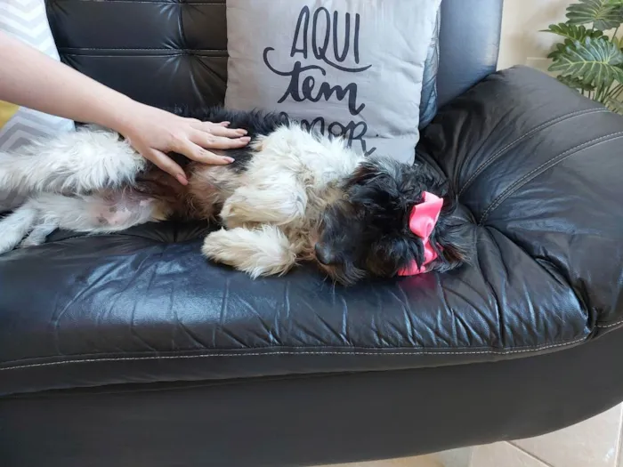 Cachorro raça Pudle idade 2 anos nome Belinha