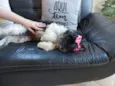 Belinha