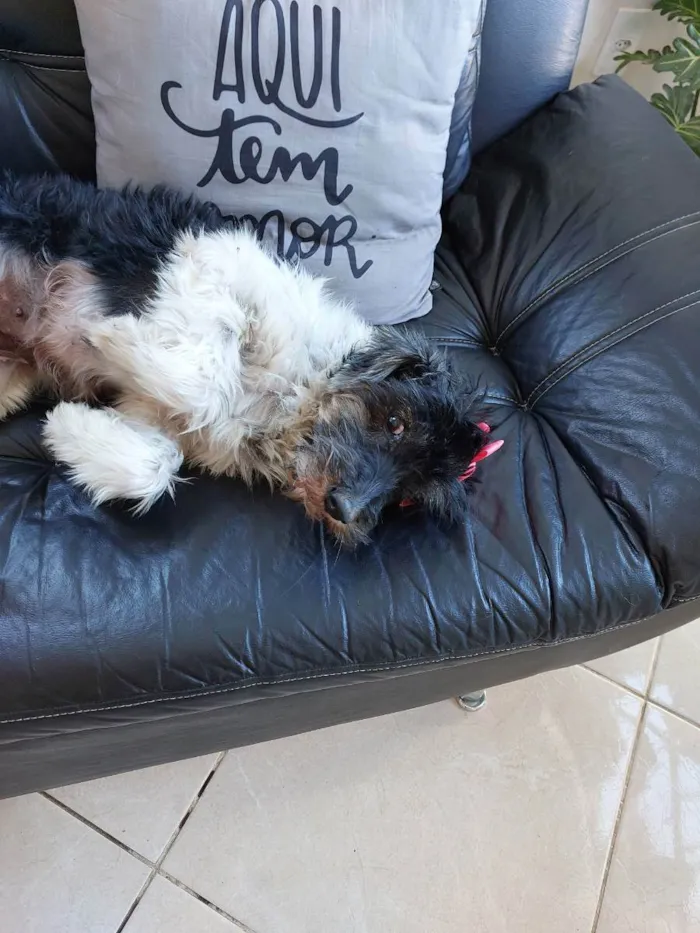 Cachorro raça Pudle idade 2 anos nome Belinha