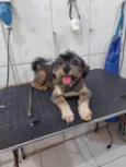 Cachorro raça Mestiça  idade 1 ano nome Piriguete kkk