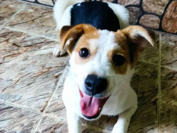 Cachorro ra a Vira-Lata idade 2 a 6 meses nome Peteca