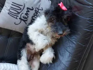 Cachorro raça Pudle idade 2 anos nome Belinha