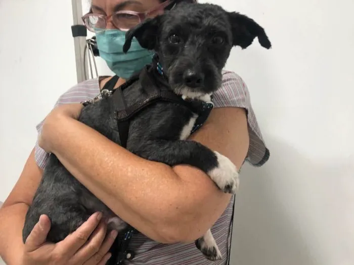 Cachorro raça Srd idade 1 ano nome Chico