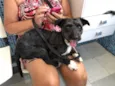 Cachorro raça Srd idade 1 ano nome Chico