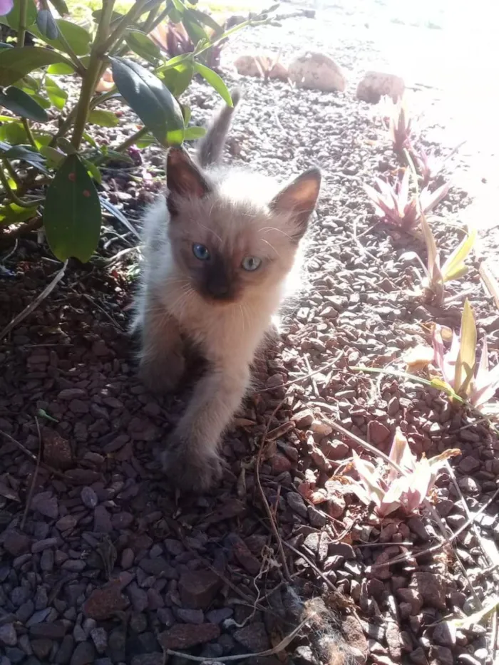 Gato raça Siamês  idade Abaixo de 2 meses nome Não tem 