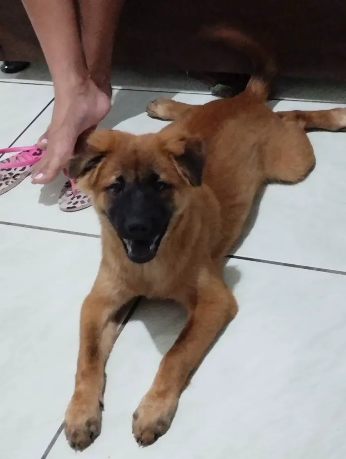 Cachorro ra a Chow Chow com caramelo  idade 2 a 6 meses nome Teddy