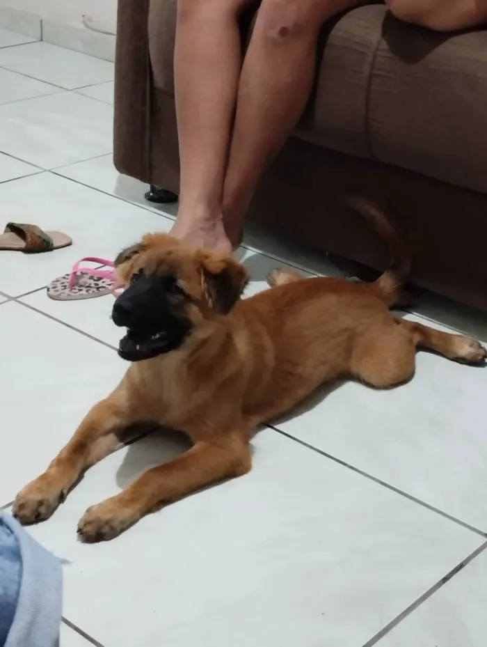 Cachorro ra a Chow Chow com caramelo  idade 2 a 6 meses nome Teddy