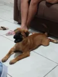 Teddy