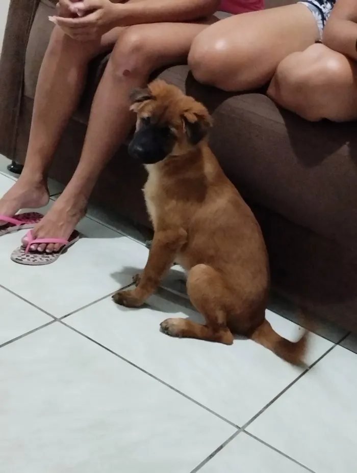 Cachorro ra a Chow Chow com caramelo  idade 2 a 6 meses nome Teddy