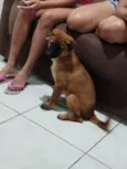 Teddy
