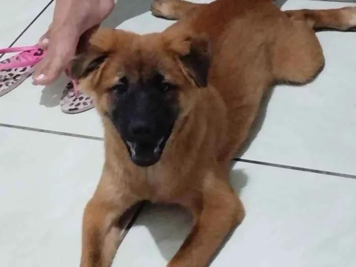 Cachorro ra a Chow Chow com caramelo  idade 2 a 6 meses nome Teddy