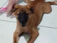 Teddy