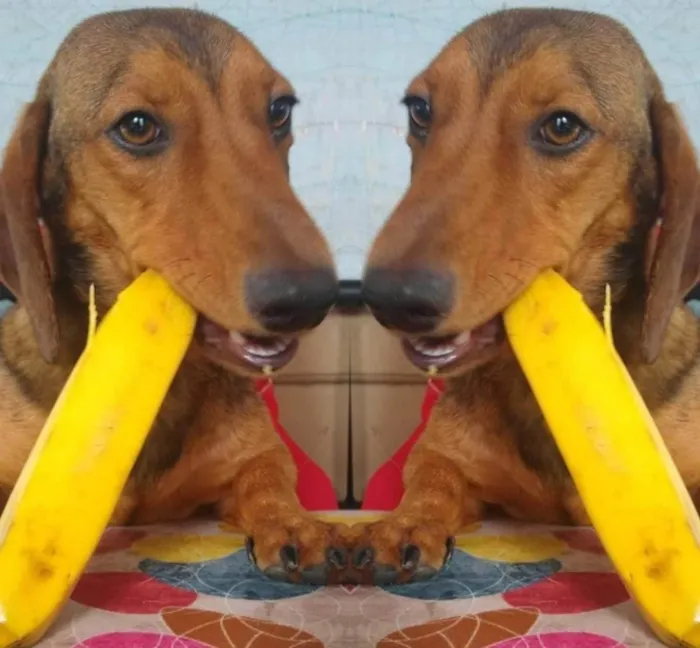 Cachorro ra a Dachshund mix idade 1 ano nome Breno