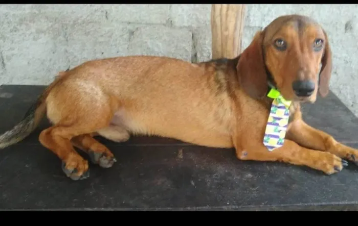 Cachorro ra a Dachshund mix idade 1 ano nome Breno
