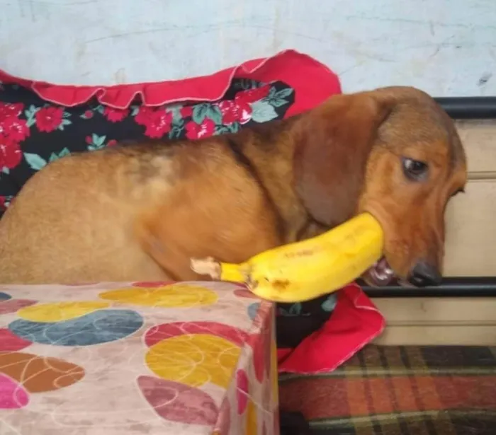 Cachorro ra a Dachshund mix idade 1 ano nome Breno