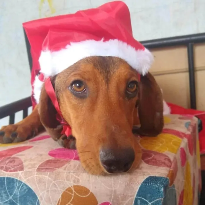 Cachorro ra a Dachshund mix idade 1 ano nome Breno
