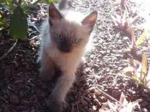 Gato raça Siamês  idade Abaixo de 2 meses nome Não tem 