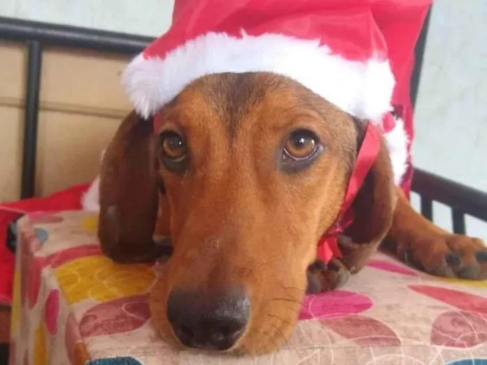 Cachorro ra a Dachshund mix idade 1 ano nome Breno