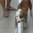 Pitty
