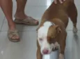 Pitty