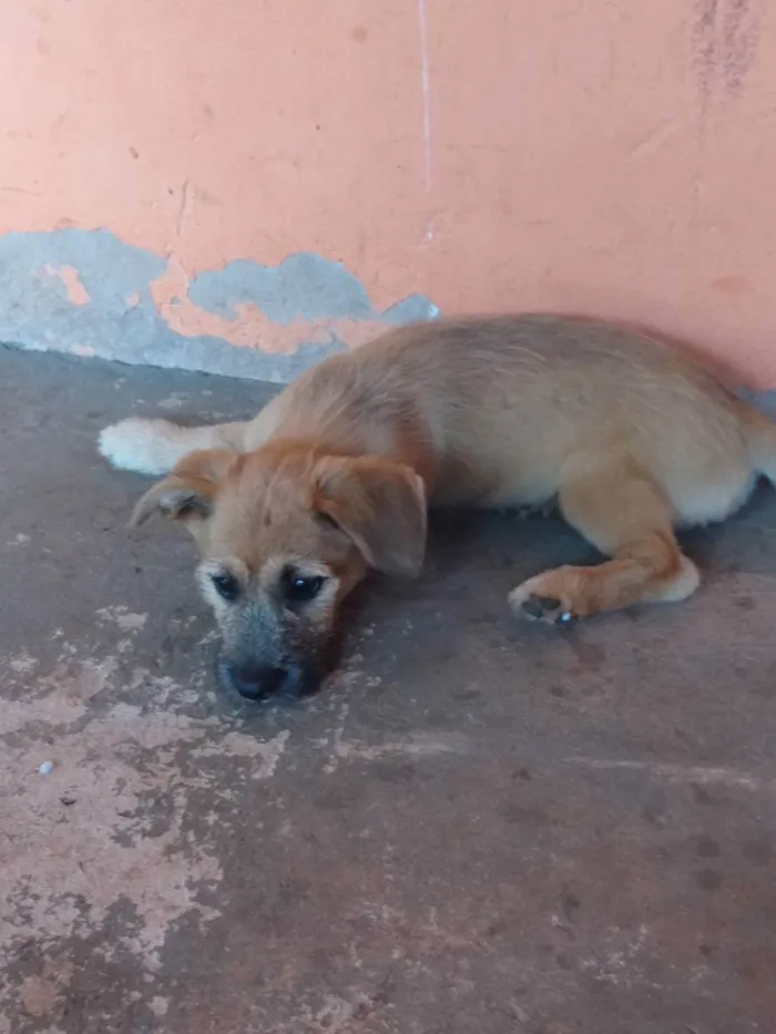 Cachorro ra a Vira lata idade 2 a 6 meses nome Sem nome 