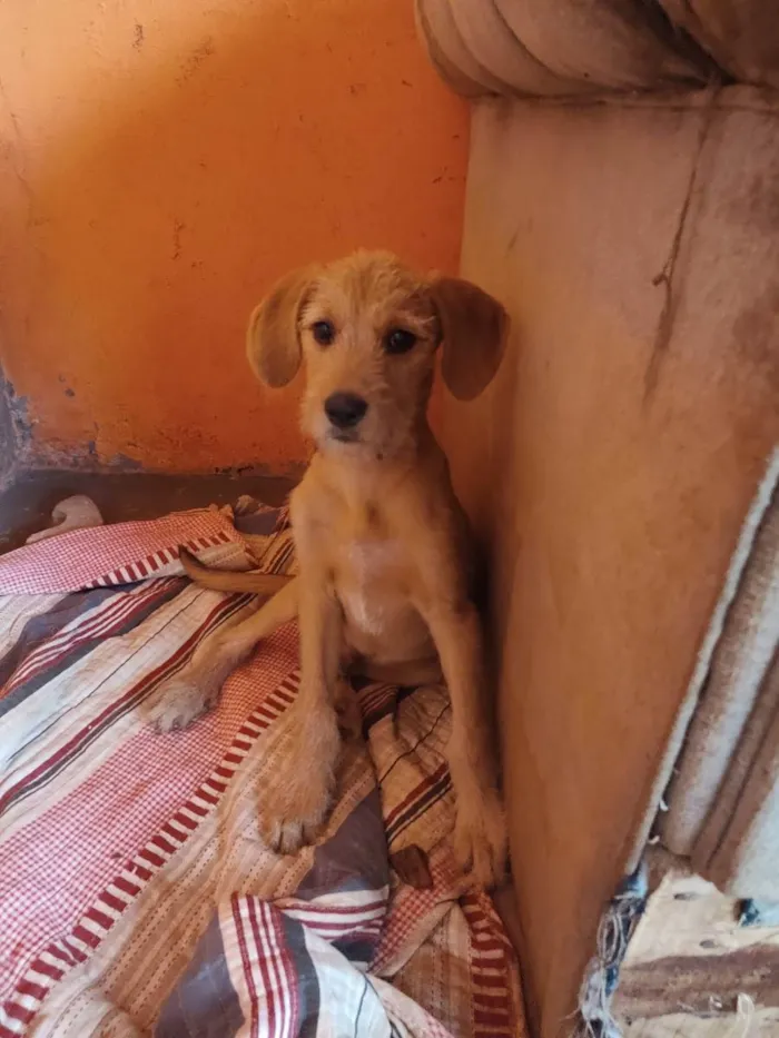 Cachorro ra a Vira lata idade 2 a 6 meses nome Sem nome 