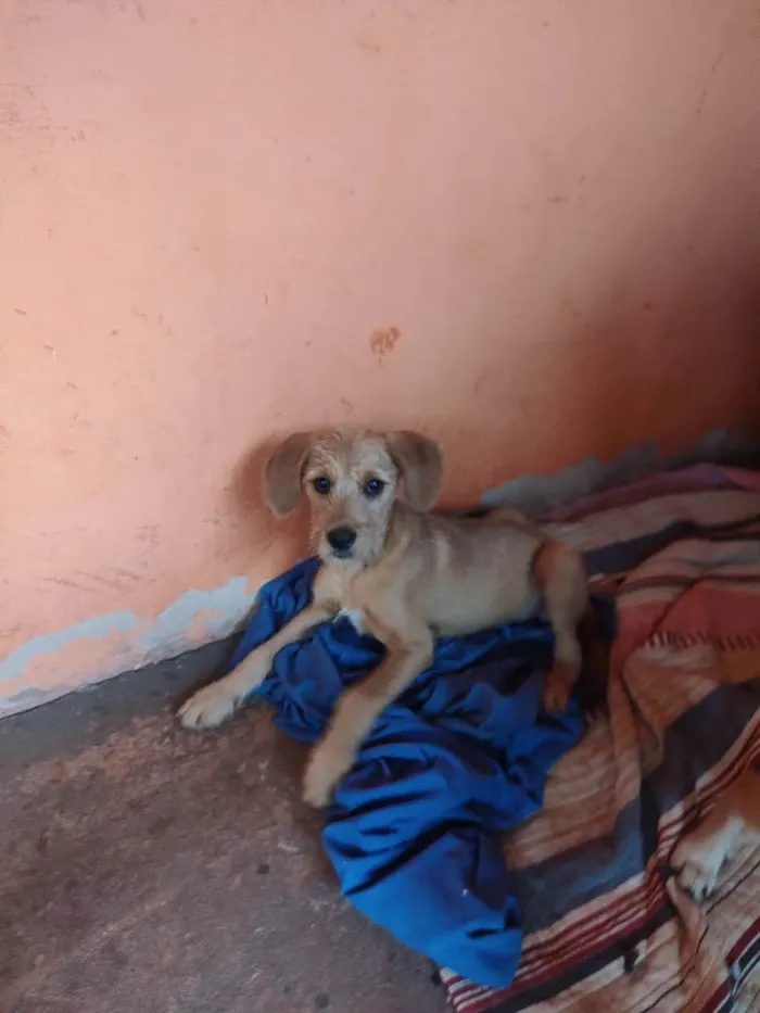 Cachorro ra a Vira lata idade 2 a 6 meses nome Sem nome 