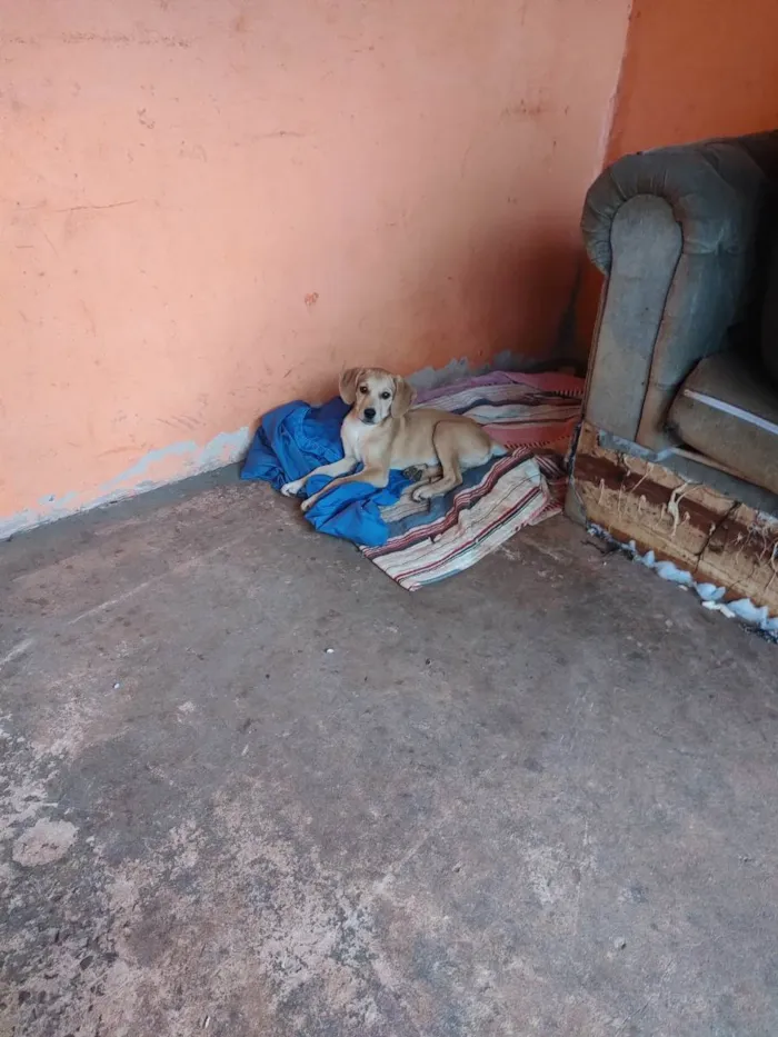 Cachorro ra a Vira lata idade 2 a 6 meses nome Sem nome 