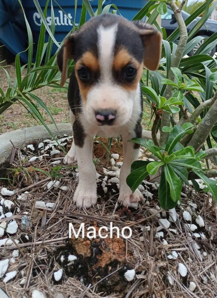 Cachorro raça Srd idade 2 a 6 meses nome Filhotes