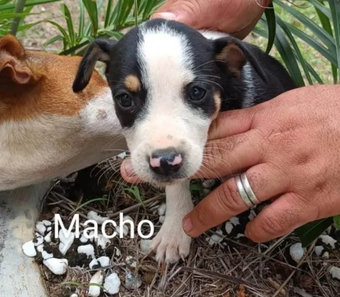 Cachorro raça Srd idade 2 a 6 meses nome Filhotes