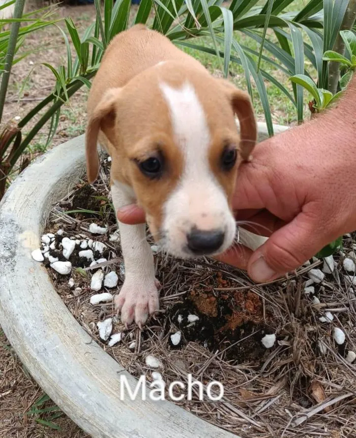 Cachorro raça Srd idade 2 a 6 meses nome Filhotes