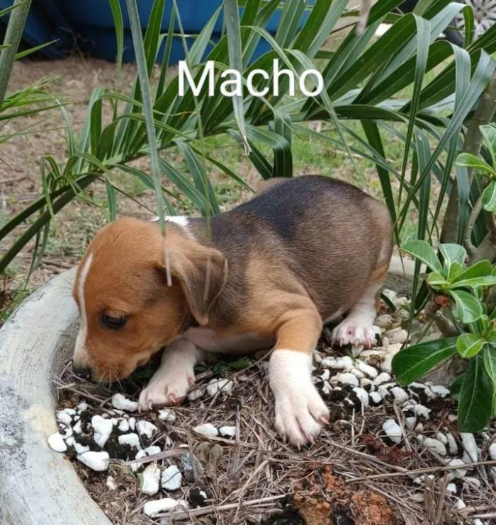 Cachorro raça Srd idade 2 a 6 meses nome Filhotes