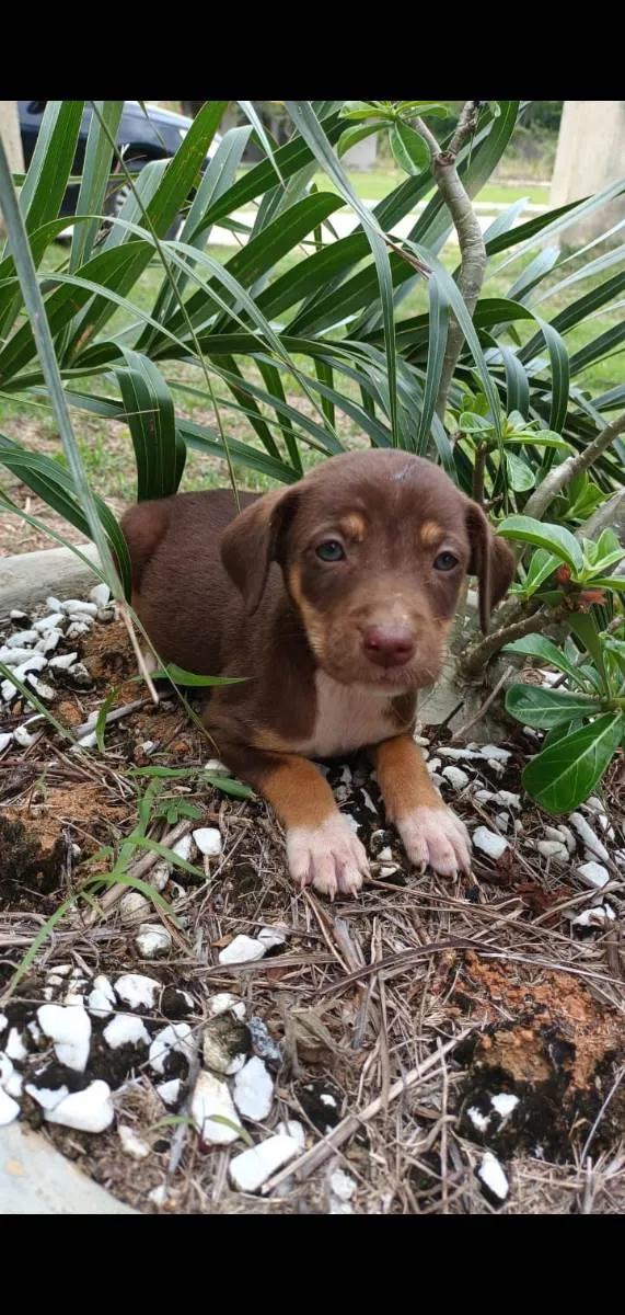 Cachorro raça Srd idade 2 a 6 meses nome Filhotes