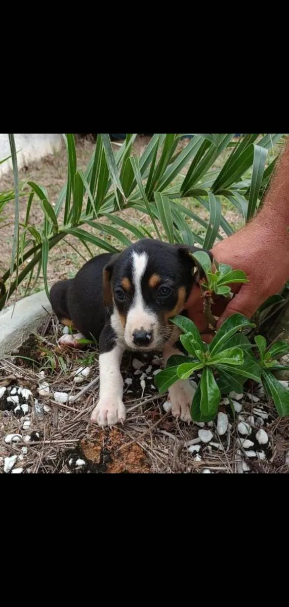 Cachorro raça Srd idade 2 a 6 meses nome Filhotes