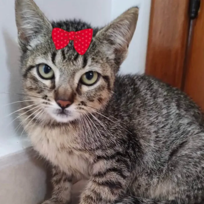 Gato ra a Mestiça  idade 2 a 6 meses nome Julie 