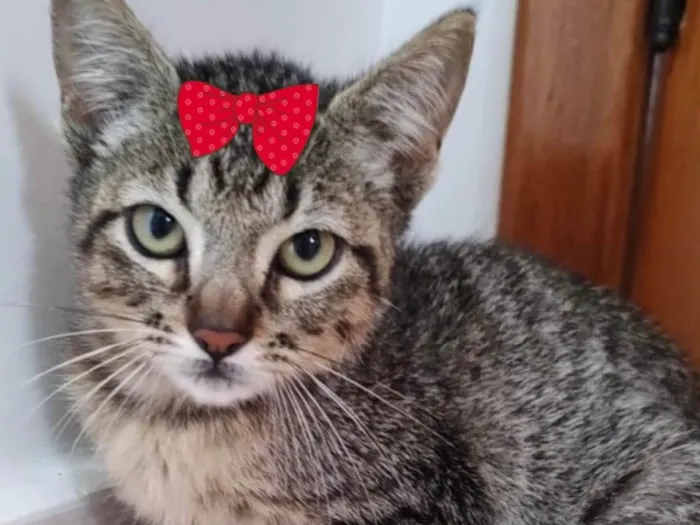 Gato ra a Mestiça  idade 2 a 6 meses nome Julie 