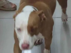 Cachorro raça Pitbull idade 1 ano nome Pitty