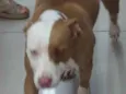 Pitty