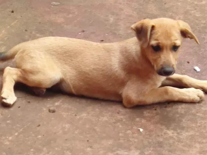 Cachorro ra a Vira lata idade 2 a 6 meses nome Sem nome 