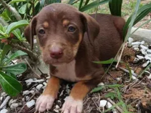 Cachorro raça Srd idade 2 a 6 meses nome Filhotes