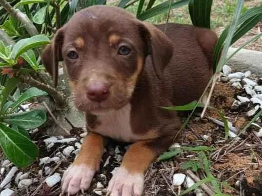 Cachorro raça Srd idade 2 a 6 meses nome Filhotes